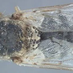thumbnail for publication: Sheep Bot Fly Oestrus ovis Linnaeus (1761) (Insecta: Diptera: Oestridae)